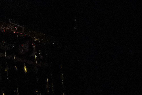 Bela srna / Foto: Tomaž Črnej